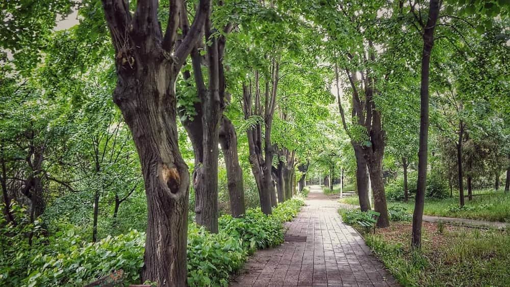 Parcul Rozelor — 3